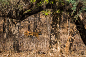 Fototapeta na wymiar A dominant female tiger on morning stroll in a dry deciduous jungle at Ranthambore Tiger Reserve, India
