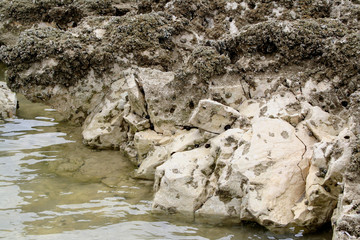 barnacles on chalk stone