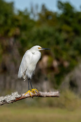 Snowy Egret 05