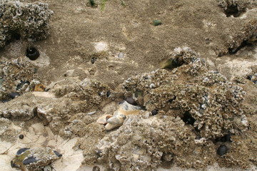 barnacles on chalk stone