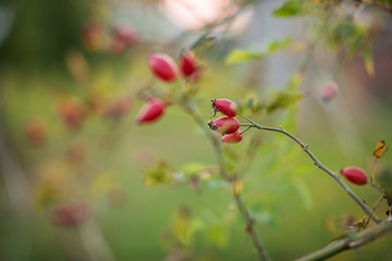 red rosehips on a shrub