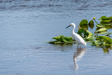 Fototapeta na wymiar Snowy Egret 04