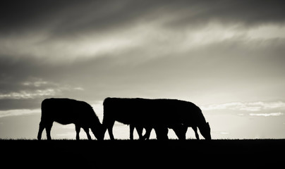 Fototapeta na wymiar Cows fed grass, in countryside, Pampas, Patagonia,Argentina