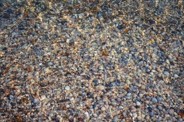 Shells.