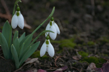 Snowdrops in the garden