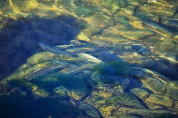 Fototapeta na wymiar Fishes swim in the clear water