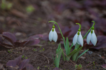 Snowdrops in the garden