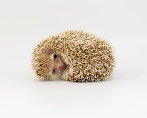 Hedgehog on isolated