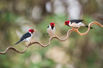Obraz premium Yellow billed Cardinal,perched on a liana,Pantanal forest, Brazil