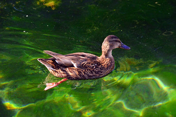 wild duck with streaks on the water