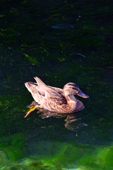 wild duck with streaks on the water
