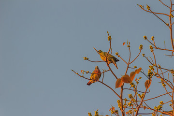 Group of Pink-necked Green Pigeon (Treron vernans) birds are perching on leafless and full fruity...