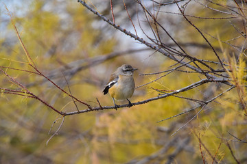 Patagonian Mockingbird, Patagonia, Argentina