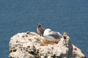 Seagulls nestle on hiigh cliffs