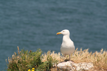 Seagulls nestle on hiigh cliffs