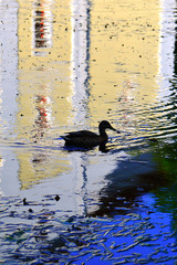 wild duck with streaks on the water