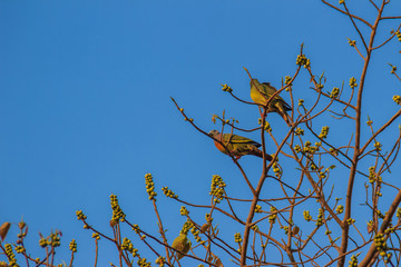 Couple of Pink-necked Green Pigeon (Treron vernans) bird is perching on leafless and full fruity of Bodhi tree branches. Selective focus