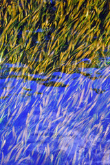 Water plants floating on top of clean water