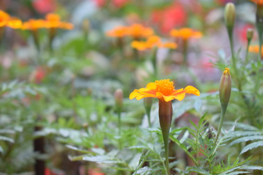 Flor amarilla 