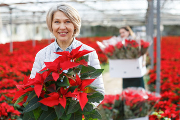 Fototapeta premium Happy woman with poinsettia in glasshouse