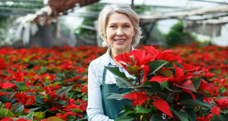 Satisfied woman florist with poinsettia