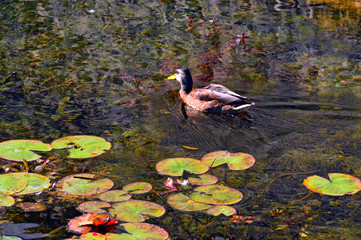 wild duck with streaks on the water