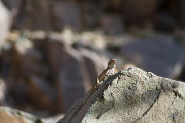 A closeup shot of a yellow Chameleon standing on a rock on blurry background