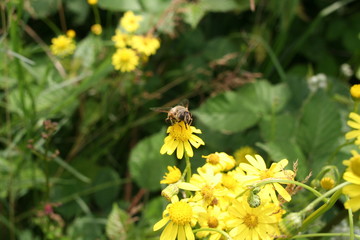 Be on a yellow flower
