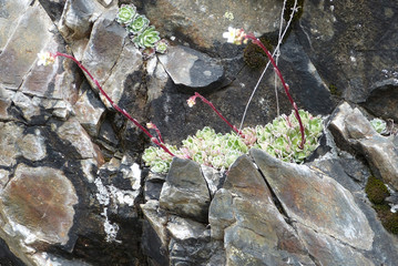 Saxifrage incrustée