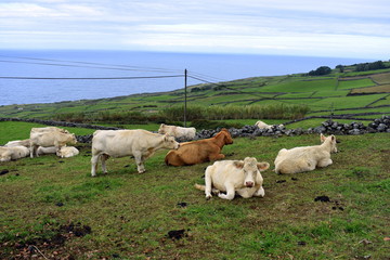 Obraz premium Ilha Terceira Açores
