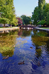 Fototapeta premium Water plants floating on top of clean water