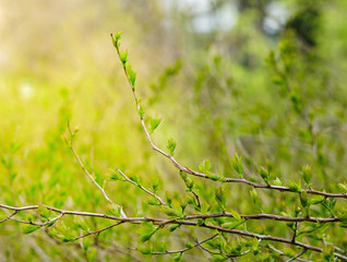 new green twigs bloom spring summer