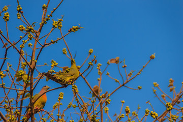 Couple of Pink-necked Green Pigeon (Treron vernans) bird is perching on leafless and full fruity of Bodhi tree branches. Selective focus