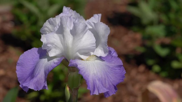 German iris, Iris barbata