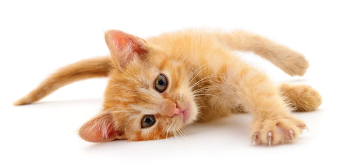 Small brown kitten.