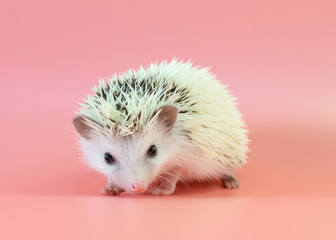 Cute baby hedgehog on pink background © remiphotography