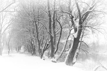 Snowy winter shore of the river