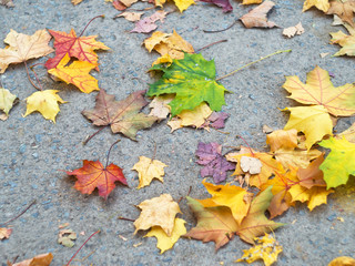 colorful beautiful autumn leaves