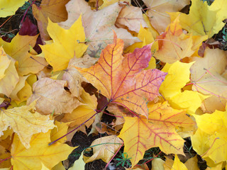 colorful beautiful autumn