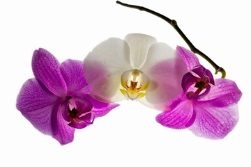 Fototapeta premium Beautiful close up view o colorfulf orchid flowers isolated. Beautiful nature backgrounds.