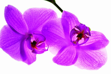 Beautiful close up view o colorfulf orchid flowers isolated. Beautiful nature backgrounds.