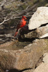 Brilliant red regal cardinal on rocks in Texas