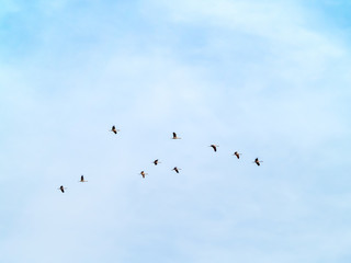 A flock of common cranes (Grus grus) flying in the cloudy sky