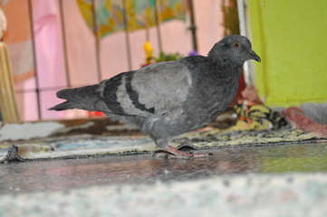 bird, pigeon, animal, dove, nature, beak, feather, wildlife, birds, gray, pigeons, black, feathers, wing, green, city, eye, wings, grass, white, wild, isolated, grey, animals, park