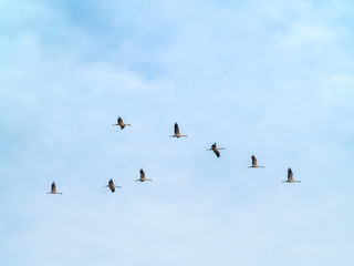A flock of common cranes (Grus grus) flying in the cloudy sky