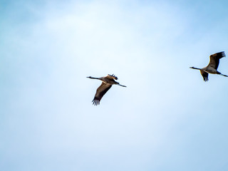 A flock of common cranes (Grus grus) flying in the cloudy sky