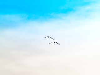 A flock of common cranes (Grus grus) flying in the cloudy sky