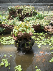 Begonia in the garden