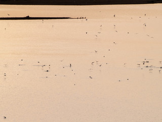 A flock of aquatic birds taking off in a lake at sunset