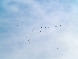 A flock of northern lapwing (Vanellus vanellus) flying in the cloudy sky